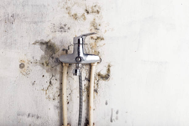 Battle Mountain, NV Mold Removal Company