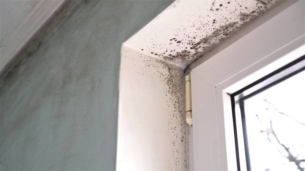 Best Professional Mold Removal  in Battle Mountain, NV