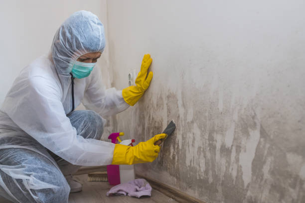 Certified Mold Removal in Battle Mountain, NV