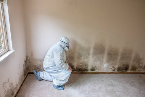 Best Local Mold Removal Service  in Battle Mountain, NV
