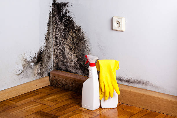 Best Mold Remediation  in Battle Mountain, NV
