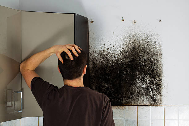 Best Emergency Mold Removal  in Battle Mountain, NV