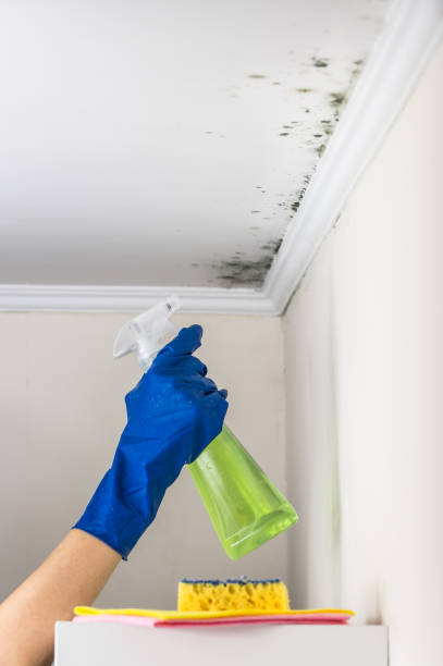 Best Certified Mold Removal  in Battle Mountain, NV